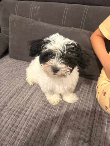 Shih tzu female puppy