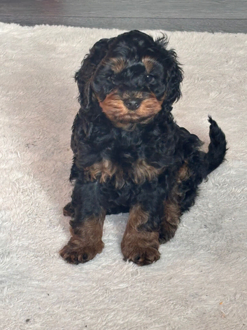 F1B cockapoo