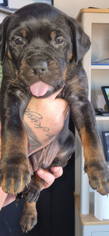 Rottie x staffie