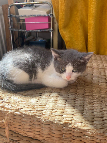 BEAUTIFUL GREY AND WHITE KITTEN