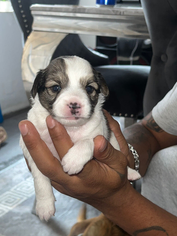 Chihuahua