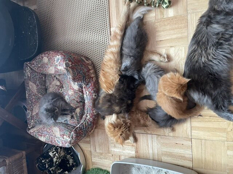 PURE BREED MAINE COON KITTENS FOR SALE, NOW ALL SOLD