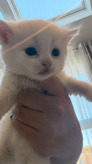 Adorable kittens looking for new homes