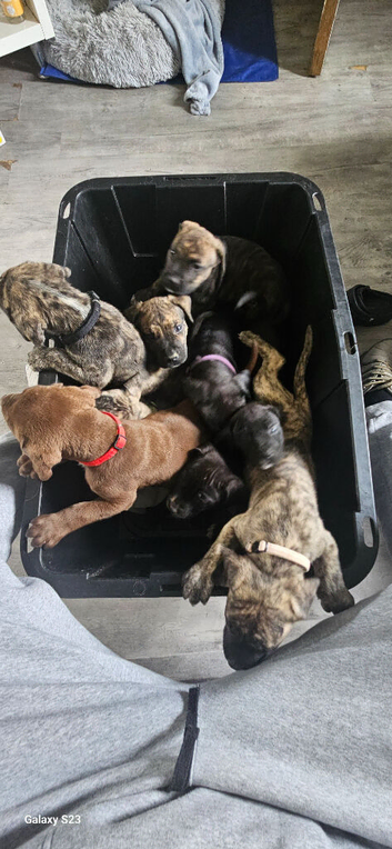 Prsea canario pups for sale