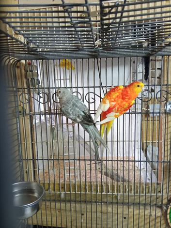 Cage and birds