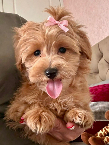 BEAUTIFUL KOREAN MALTIPOO GIRL. EXTRA MINI!!
