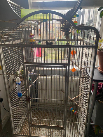 Budgies