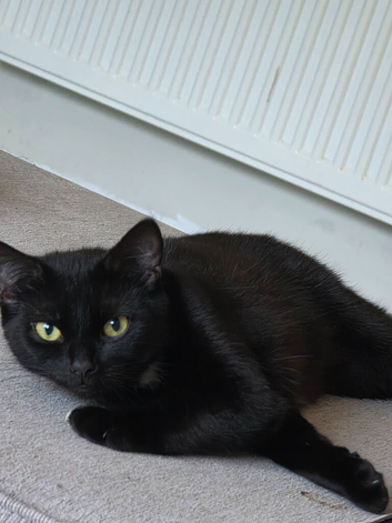 Female cats
