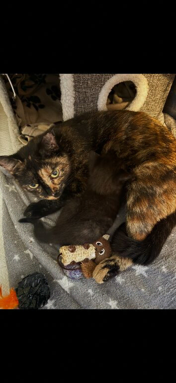 Beautiful Tortie/Tortoiseshell female kitten aged 14 weeks