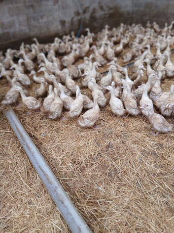 800 Cherry Valley Ducklings