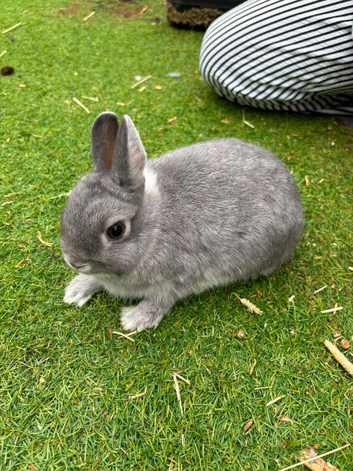 Quality BRC Ringed Netherland Dwarf Bucks