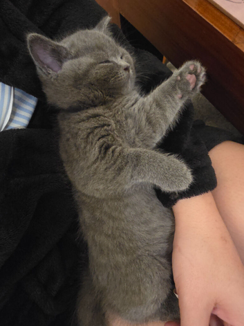 Beautiful British Shorthair kittens