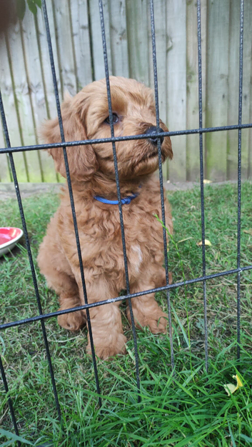 Beautiful Cavapoochon Boy