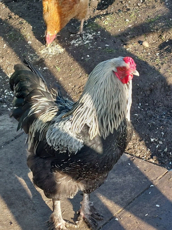 Brahma cross cockerel