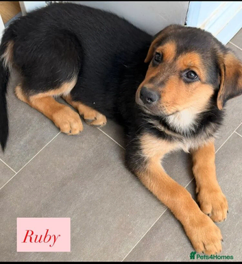 Stunning Rottweiler &times; German Shepherd Puppies