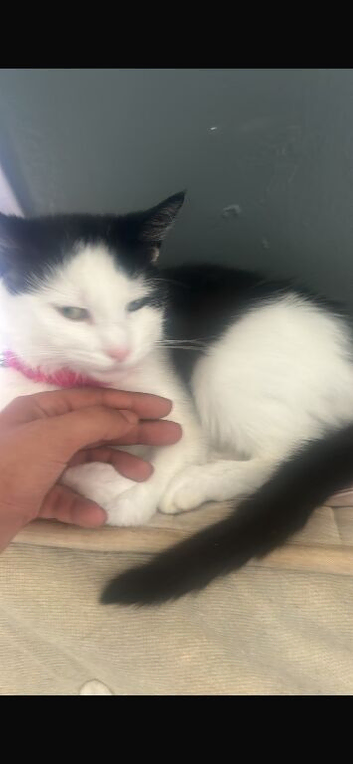 Black and white kitten