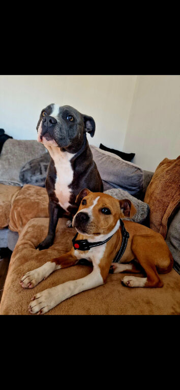 Red and White Staffordshire Bull Terrier Pup
