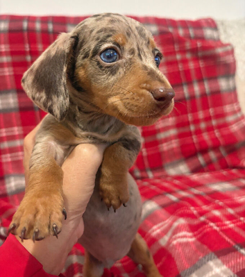 MINIATURE DACHSHUND PUPPIES