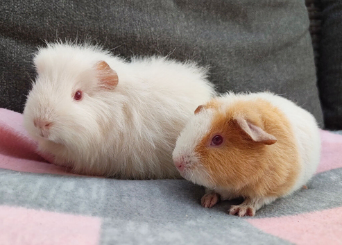2 beautiful female guinea pigs.