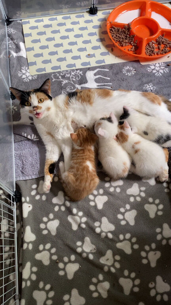 Female kitten