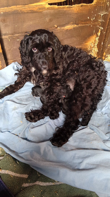 Cockapoo puppies