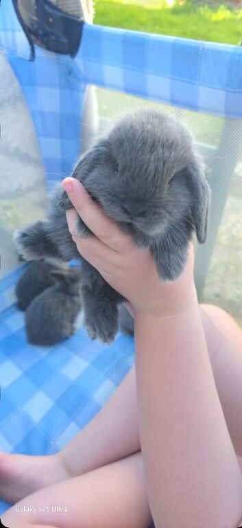 Mini lop bunnies 8 weeks old