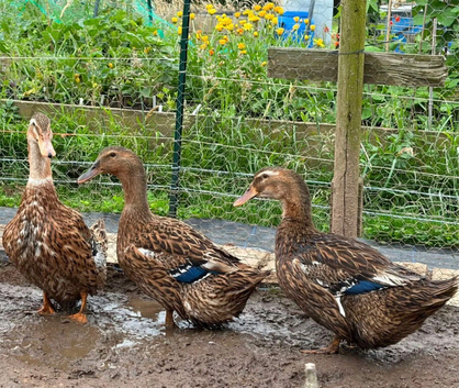 Appleyard cross - 18 month old laying ducks