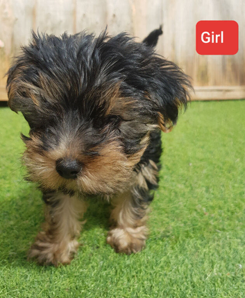 0ne girl Yorkshire terrier puppies