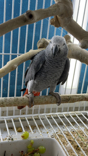 Congo Baby African grey