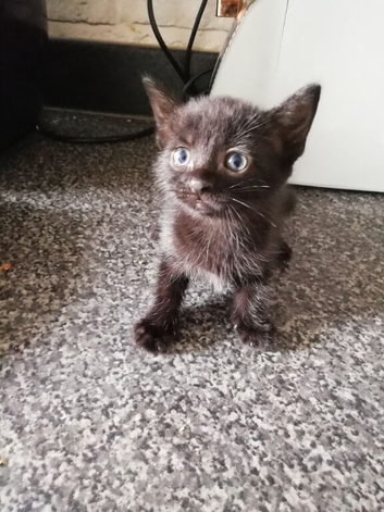 Kittens