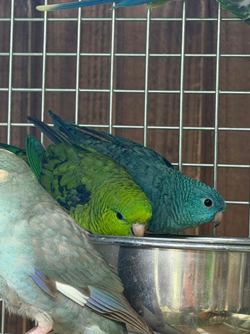 Lineolated parakeet