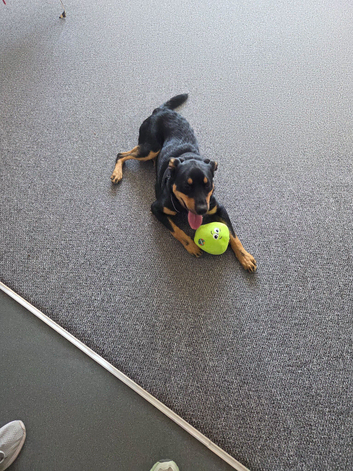 Young dog Neath
