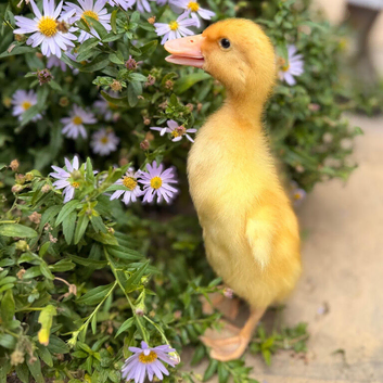 Indian runner ducklings