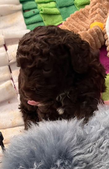 Stunning colours Cockapoo puppies ready end of Oct