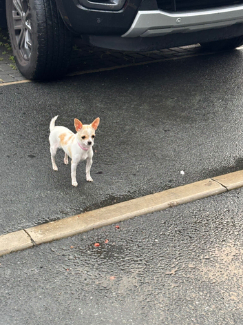 Chihuahua