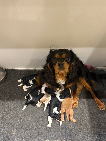 Kc dna clear cavalier puppies ready now