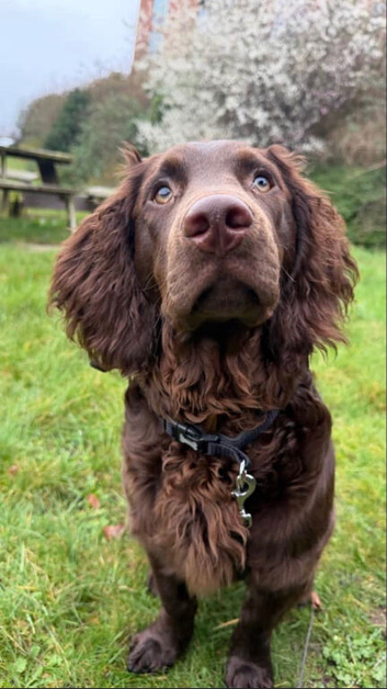 AMERICAN WATER SPANIEL NEEDS A LOVING HOME!!!