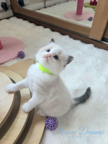 Premium quality GCCF Registered Pedigree Ragdoll