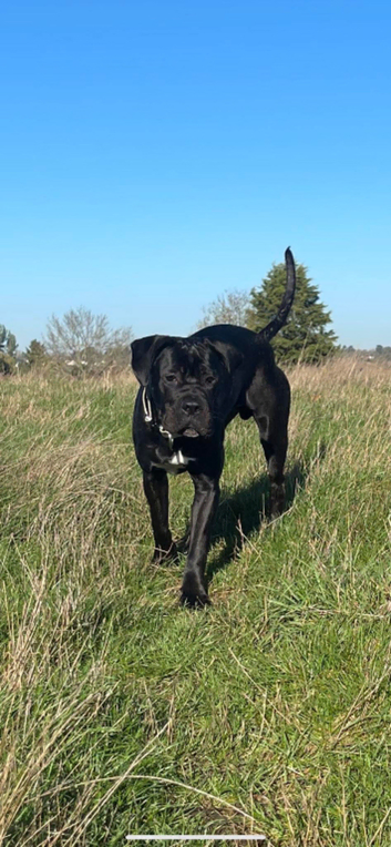 Male cane corso for stud