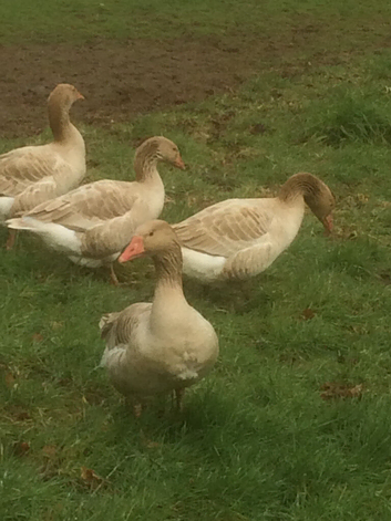 Brecon Buff Geese