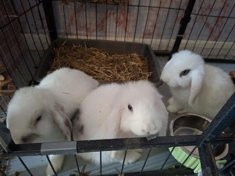 Make rabbits 13 weeks old