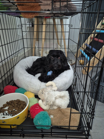 Lottie needs rehoming