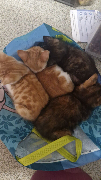 Beautiful mixed breed kittens ready for their forever homes