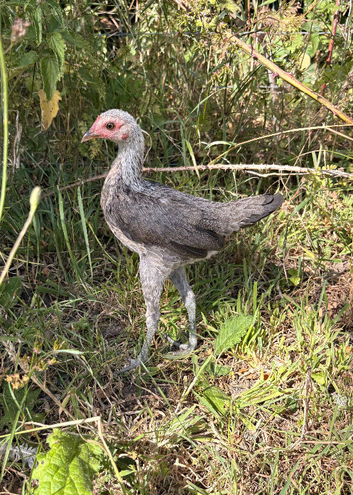 Modern Game Bantams