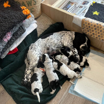 Cocker Spaniel (Show) KC registered Pups