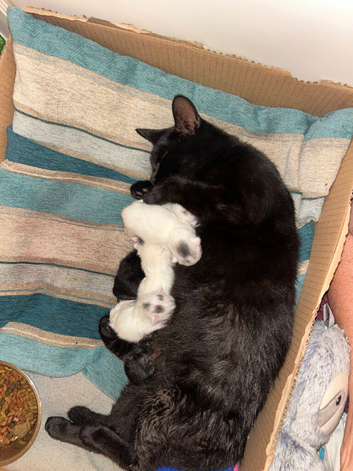 Bsh x ragdoll kittens