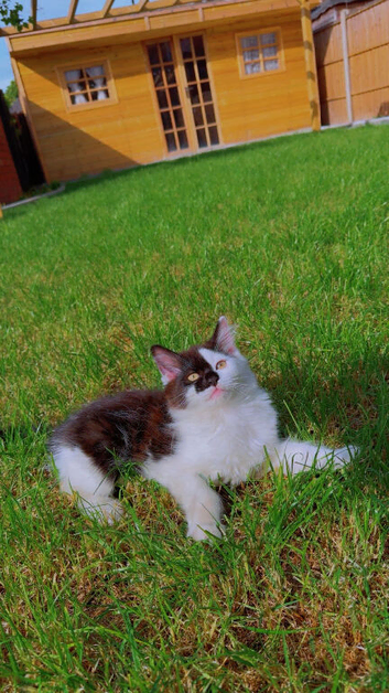 Oreo cat