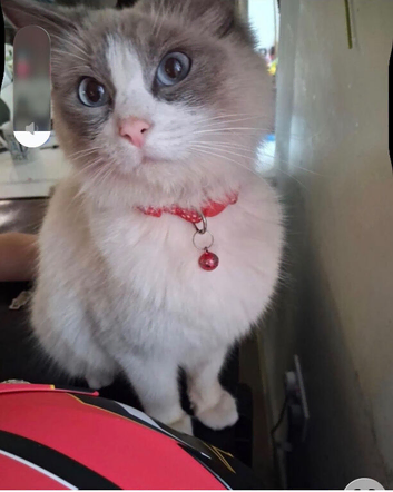 Beautiful Ragdoll Cross Kittens