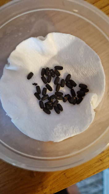 Sunny stick insect eggs ( sungaya inexpectata )