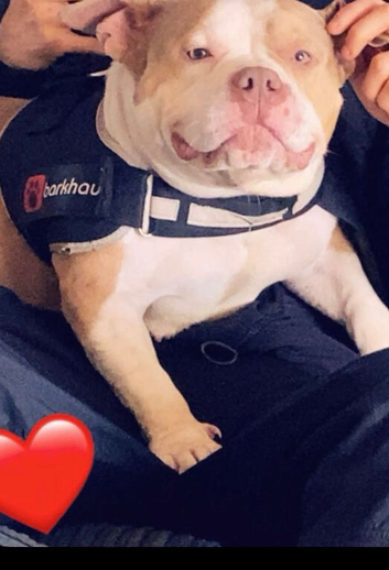 2 year old American pocket bully bitch